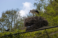 (IMG_5904_raw) (IMG_5904_raw)
