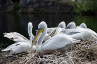 (IMG_5966_raw) (IMG_5966_raw)